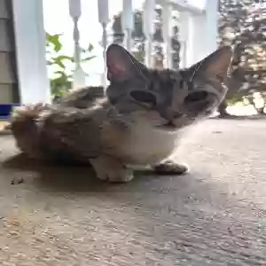 adoptable Cat in Calhoun, GA named Tsuki