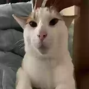 adoptable Cat in Jamaica, NY named Zen