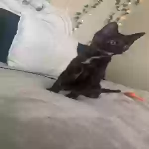 adoptable Cat in Atlanta, GA named Lulu