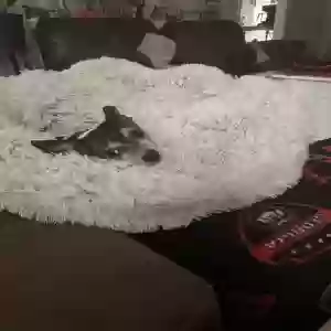 adoptable Dog in Snellville, GA named Bruno