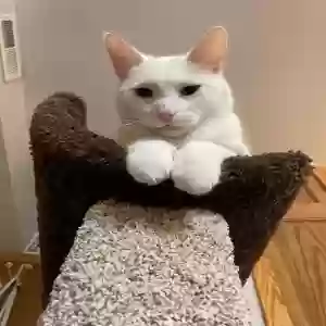 adoptable Cat in Saint Paul, MN named Gummy
