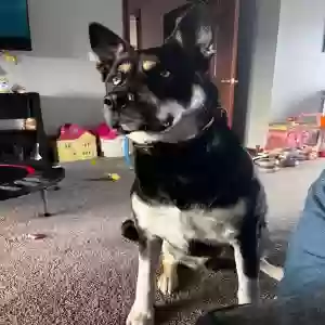 adoptable Dog in Pandora, OH named Kuzco