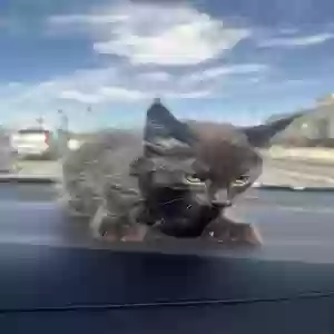 adoptable Cat in Modesto, CA named Looking4u
