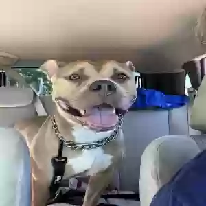 adoptable Dog in Henderson, NV named Unknown