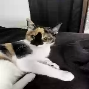 adoptable Cat in Miami, FL named sushi