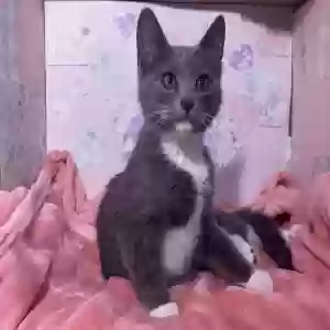 adoptable Cat in Marietta, GA named 4 Kitties
