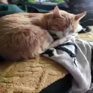 adoptable Cat in Clifton Heights, PA named Sophie