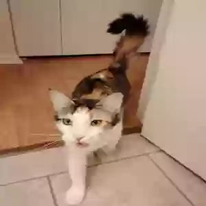 adoptable Cat in Lawton, MI named Peanut and Cali