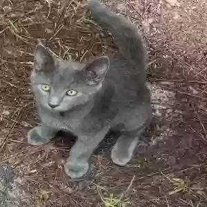 adoptable Cat in Hoffman, NC named None