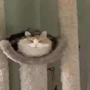 adoptable Cat in Saint Paul, MN named Patches
