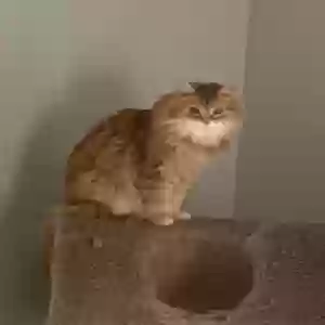 adoptable Cat in Saint Paul, MN named Kaylee