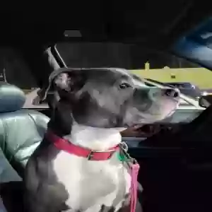 adoptable Dog in Cicero, IL named Gigi