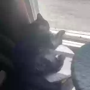 adoptable Cat in Kalamazoo, MI named Booberry
