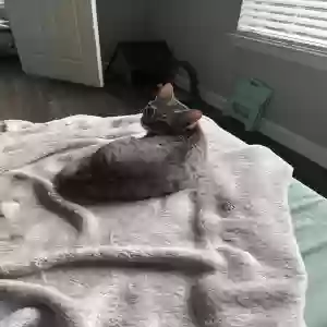 adoptable Cat in Stockbridge, GA named Enej