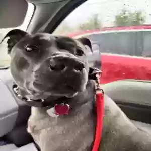 adoptable Dog in Eastpointe, MI named Boey
