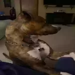 adoptable Dog in Saginaw, MI named Ranger