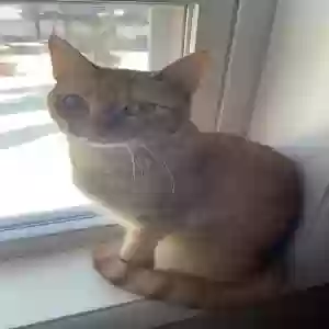adoptable Cat in New Britain, CT named Migdalia