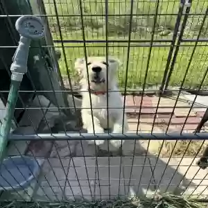adoptable Dog in Wamego, KS named Goose