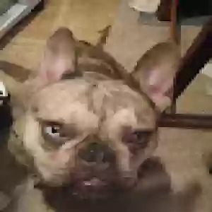 adoptable Dog in Brecksville, OH named FiFi
