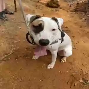 adoptable Dog in Marietta, GA named Nova