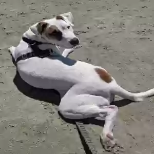 /images/pets/original/2186587_actual_two.webp