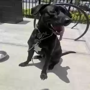 adoptable Dog in Cartersville, GA named Max