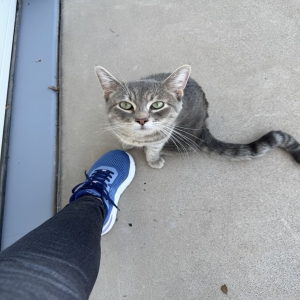 adoptable Cat in Sun City, AZ named no name found on my doorstep