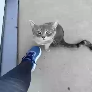 adoptable Cat in Sun City, AZ named no name found on my doorstep