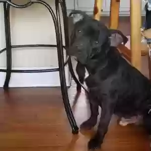adoptable Dog in Baton Rouge, LA named Chanok