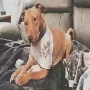 adoptable Dog in Dayton, OH named Ruby Rose