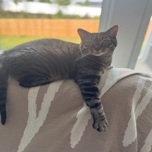 adoptable Cat in Wake Forest, NC named Lumos