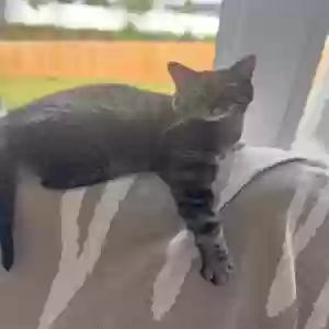 adoptable Cat in Wake Forest, NC named Lumos