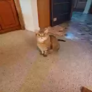 adoptable Cat in Portland, OR named Holly