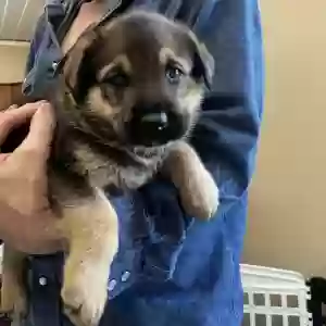 adoptable Dog in Clearwater, KS named Puppies