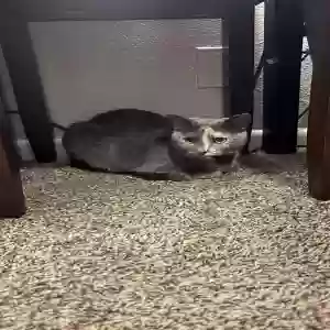 adoptable Cat in Grayson, GA named Sarabi