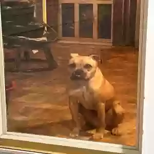 adoptable Dog in Stone Mountain, GA named Biscuit
