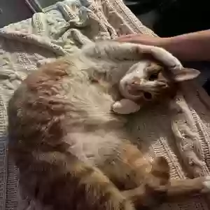 adoptable Cat in Durham, NC named Rudy
