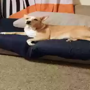 adoptable Dog in Norfolk, VA named Goldie