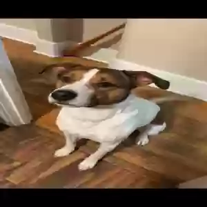 adoptable Dog in Walled Lake, MI named not my dog, helping out a friend