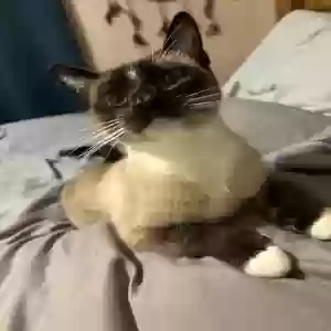 adoptable Cat in Des Moines, IA named Sugar