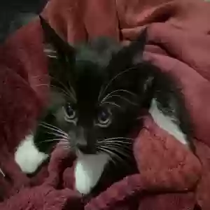 adoptable Cat in Modesto, CA named Unknown