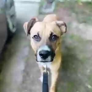 adoptable Dog in Holly Springs, NC named Cerberus