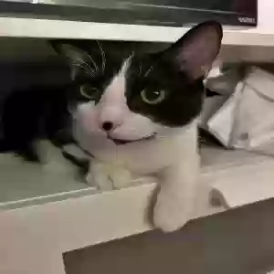 adoptable Cat in Decatur, GA named Sonic