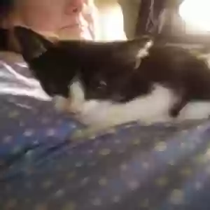 adoptable Cat in Tulsa, OK named Lucky