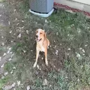 adoptable Dog in Vian, OK named Sissy