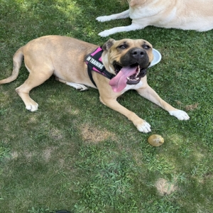 adoptable Dog in Middlebury, CT named Luna