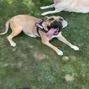 adoptable Dog in Middlebury, CT named Luna