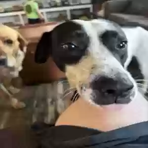 adoptable Dog in Springfield, SC named Bo