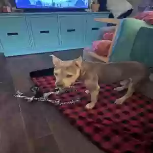 adoptable Dog in Panama City Beach, FL named N/A