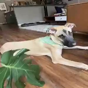 adoptable Dog in Albuquerque, NM named Charlie